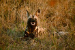 © Greatstock - A smiling wild dog resting in a field