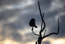 Raven On A Tree