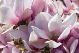 Fototapeta Storczyk - Macro shots of magnolia blossoms in the spa gardens of Wiesbaden/Germany