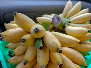 Wall Mural - Barlin banana (Musa acuminata Plant) also known as barlin banana, is a type of table banana (dessert banana) because bananas are perishable fruits.
