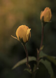 Fototapeta Big Ben - yellow rose on a black background