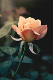Fototapeta Big Ben - single orange rose in the garden