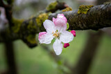 Fototapeta Big Ben - Apple tree blossom in the spring