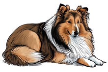 A Rough Collie Is Shown As It Sleeps On A White Backdrop. Generative AI