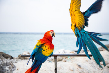 parrot / Macaw Close Up portrait