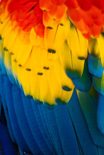Close Up Of Scarlet Macaw Bird's Feather