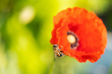 Bee Sits On The Edge Of A Red Poppy Flower