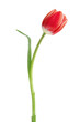 Tulip isolated on transparent background. Fresh red pink tulip, mother day gift. PNG, 