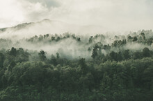 Prise De Vue En Grand Angle D'une Belle Forêt Avec Beaucoup D'arbres Verts Enveloppés De Brouillard
