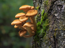 Closeup Of Honey Fungus (Armillaria Mellea) Mushrooms Growing On The Grey Tree Trunk