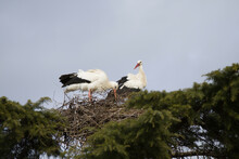 Close-up Of Two Storks Building A Nest On A Treetop, Spain