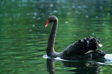 Close-up Of A Black Swan Swimming In A Lake
