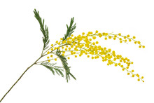 Cut Branch Of Fresh Flowering Mimosa, Yellow Acacia, Isolated