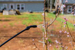 Spraying pesticide during spring gardening in blooming fruit tree
