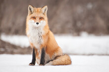 Portrait Of A Fox Sitting In The Snow, Quebec, Canada