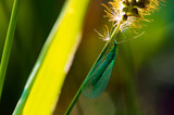 Fototapeta Dmuchawce - Chrysopidae insect on a blade of grass illuminated by sunlight on a blurred green background