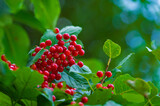 Fototapeta Dmuchawce - bunch of bright red viburnum berries on a blurred green background