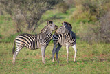 Fototapeta  - Beautiful shot of zebras in a field during the day