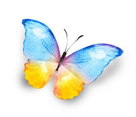 Wall Mural - Color watercolor butterfly , isolated on the white background