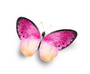 Wall Mural - Color watercolor butterfly , isolated on the white background