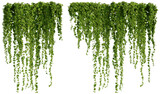 ivy plants isolated on transparent background, 3d rendering