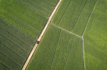 Top Ariel View Of Corn Field With Red Car Moving Along The Way Of Contryside In Thailand