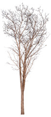 death tree png file transparent background