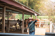 © DJ Creative Studio - Handsome caucasian cowboy farmer throw a cowboy lasso to catching a cow in cowshed, agriculture and livestock concept.