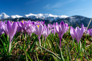 Fototapeta krokus, krokusy , kwiat, kwiaty, przedwiośnie, wiosna, zima, śnieg, góry , zakopane, tatry