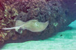Digitally created watercolor painting of a common stingray flying through the coral reef