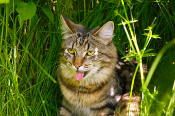 Cat languishes in the heat lying on the ground with its tongue out. Tabby domestic cat on a walk outdoors. The cat is sitting in green grass with open mouth. Walk with a pet cat summer heat.