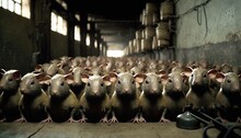  A Large Group Of Mice Sitting In A Room With A Lot Of Bottles On The Wall And A Bunch Of Bottles On The Floor Behind Them.  Generative Ai