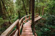 Rainforest Trail Ucluelet on Vancouver Island, Canada Background West Canada British Columbia