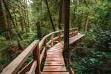 Fototapeta  - Rainforest Trail Ucluelet on Vancouver Island, Canada Background West Canada British Columbia