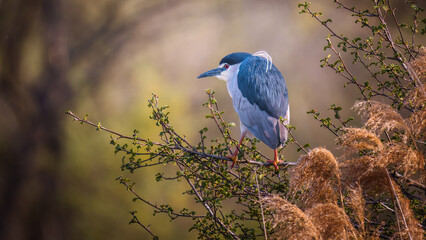 Night heron (Nycticorax nycticorax) grey water bird sitting in the branch