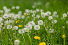 Meadow With Heads Of Seeds Of Dandelion With Blurry Foreground And Background
