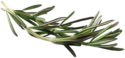 Poster - Fresh organic rosemary