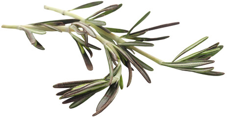 Poster - Fresh organic rosemary