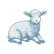 Hand drawn lamb illustration. Vintage woodcut engraving style vector illustration.	