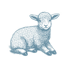 Hand Drawn Lamb Illustration. Vintage Woodcut Engraving Style Vector Illustration.	