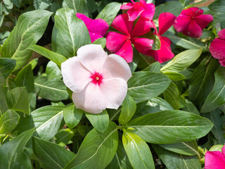 Wall Mural - Impatiens walleriana flowers or Impatiens sultanii, also known as busy Lizzie, balsam, sultana, or simply impatiens.