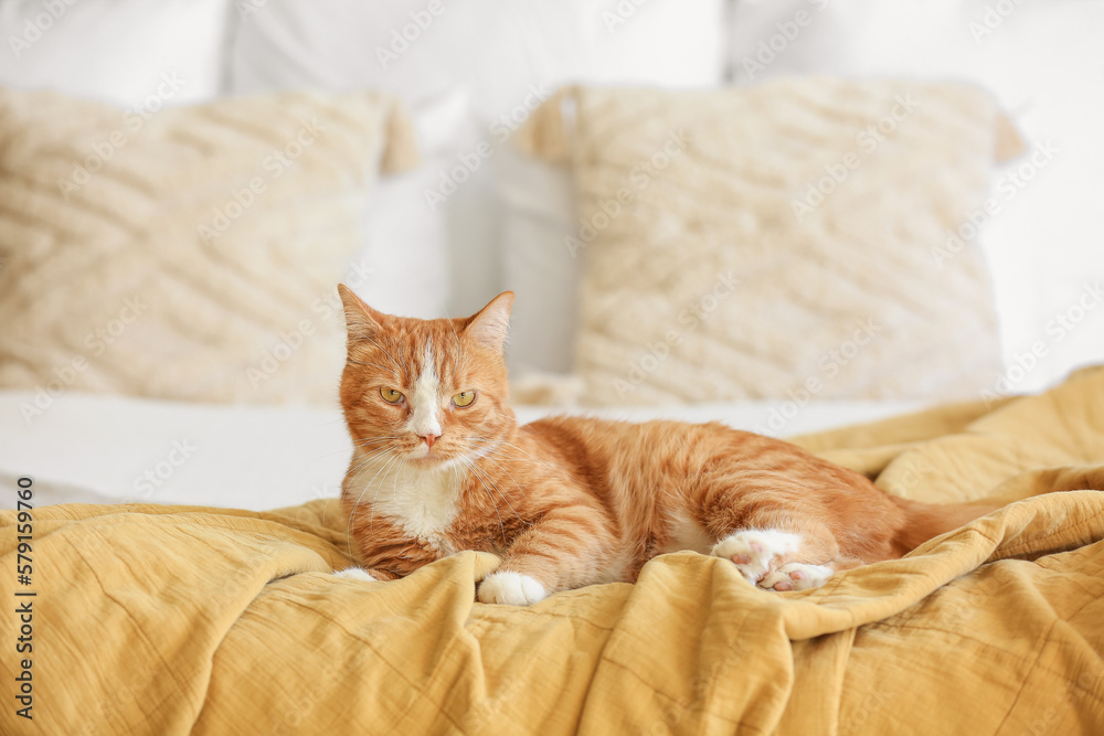 Cute red cat lying on blanket in bedroom