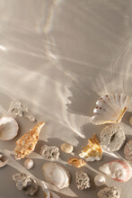 Various Sea Shells On Sandy Background