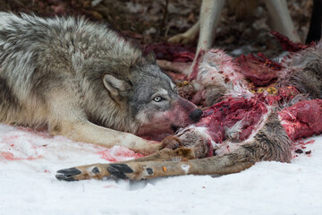 Wall Mural - grey wolf (canis lupus) gnaws at deer leg winter