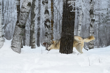 Wall Mural - Wolf (Canis lupus) Lifts Leg to Mark Tree Winter