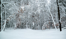 Snowy Winter Scene In A Forest In Minnesota With Snow Covered Trees And Branches, After A Recent Heavy Snow Storm.