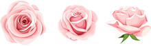 Roses. Set Of Three Pink Rose Flowers Isolated On A White Background. Vector Illustration