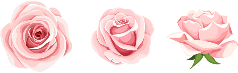 roses. set of three pink rose flowers isolated on a white background. vector illustration