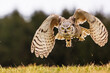 great horned owl (Bubo virginianus) flying just above the grass