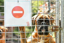 Warning Sign - Boxer Dog Guarding The House
